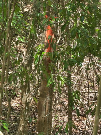First image of 7a Sevens Plantation in Chapleton, Clarendon, Jamaica - property is For Sale