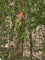 First image of 7a Sevens Plantation in Chapleton, Clarendon, Jamaica - property is For Sale