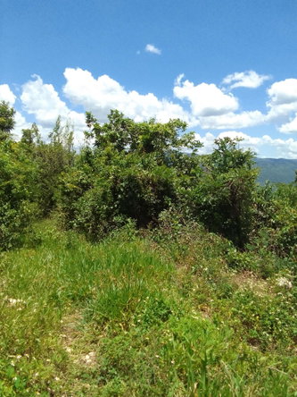 Second image of Lochaber, Belretiro in Richmond, Manchester, Jamaica - property is For Sale
