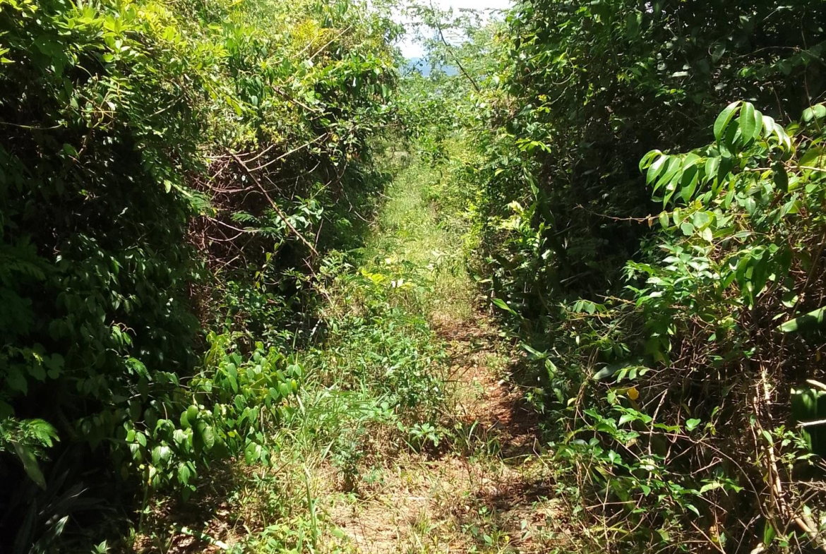 Sixth image of Lochaber, Belretiro in Richmond, Manchester, Jamaica - property is For Sale