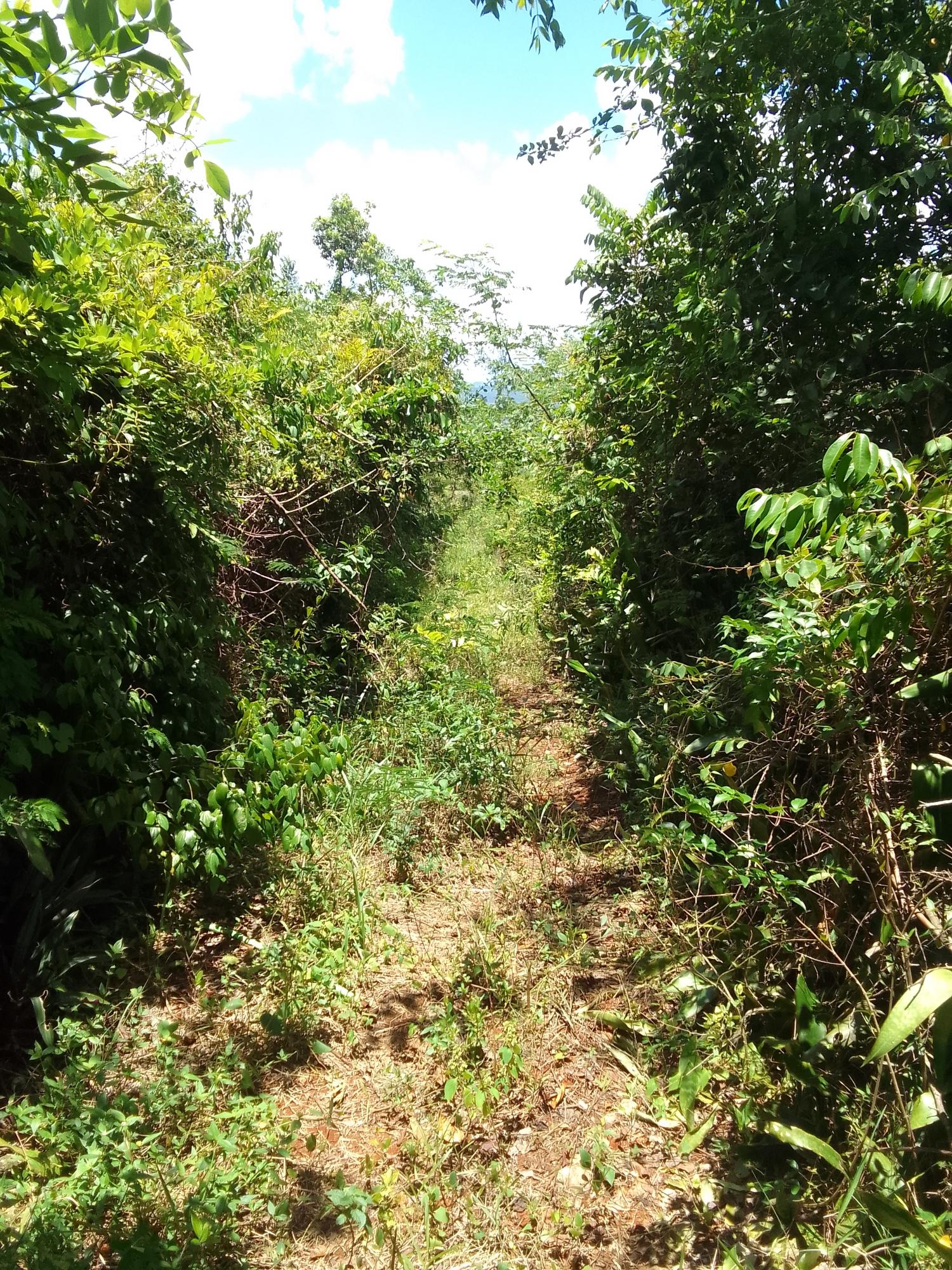 Development-Land-for-Sale-in-Lochaber-Belretiro-Manchester-Jamaica Sixth image of Lochaber, Belretiro in Richmond, Manchester, Jamaica - property is For Sale