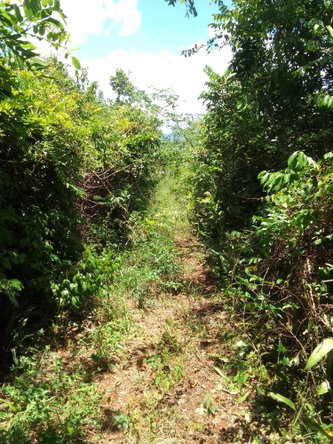 Sixth image of Lochaber, Belretiro in Richmond, Manchester, Jamaica - property is For Sale