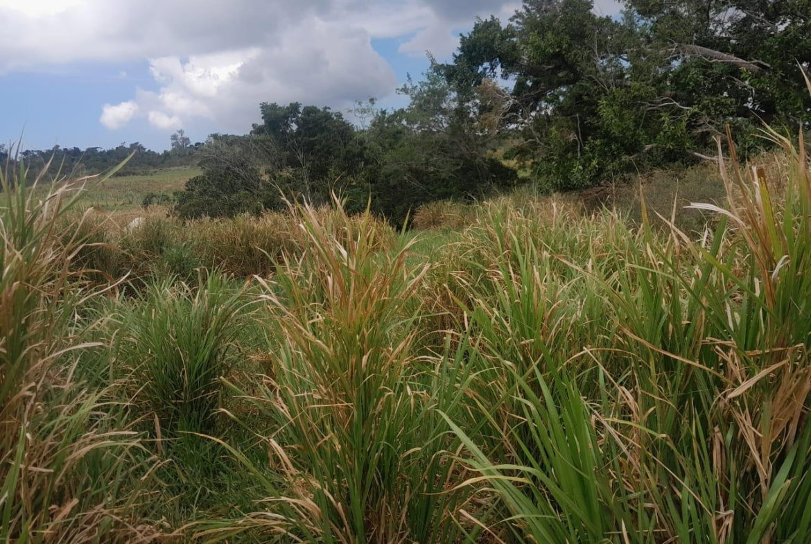 Seventh image of Potsdam, Munroe in Potsdam, St. Elizabeth, Jamaica - property is For Sale