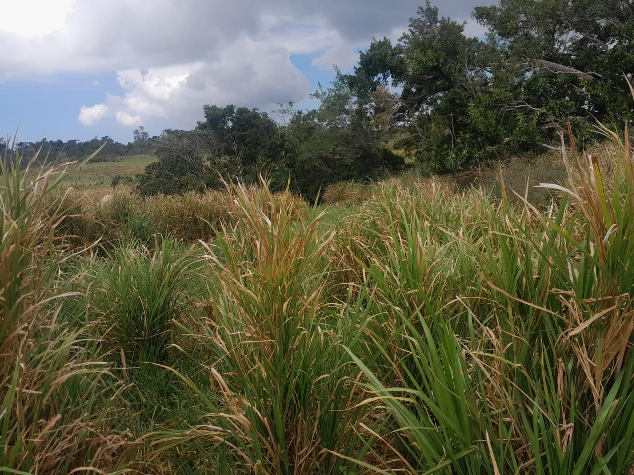 Development-Land-for-Sale-in-Potsdam-St.-Elizabeth-Jamaica-–-8.297-Acres-Residential-Opportunity Seventh image of Potsdam, Munroe in Potsdam, St. Elizabeth, Jamaica - property is For Sale