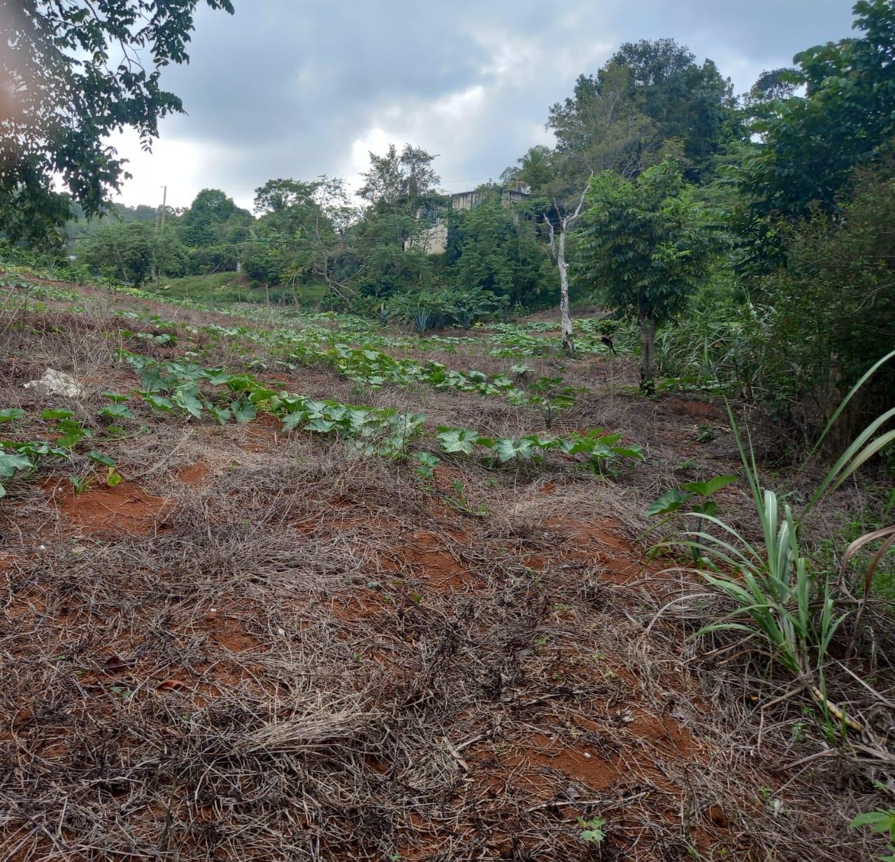 Second image of 75 Retreat Claremont in Claremont, St. Ann, Jamaica - property is For Sale