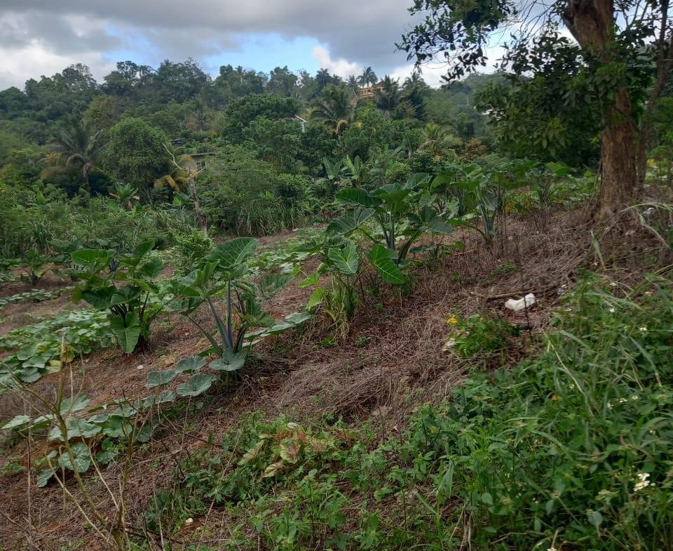 Eleventh image of 75 Retreat Claremont in Claremont, St. Ann, Jamaica - property is For Sale