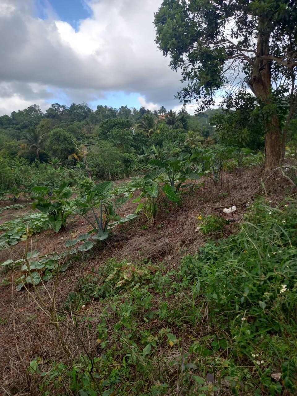 Eleventh image of 75 Retreat Claremont in Claremont, St. Ann, Jamaica - property is For Sale