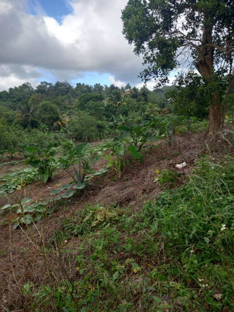 Eleventh image of 75 Retreat Claremont in Claremont, St. Ann, Jamaica - property is For Sale