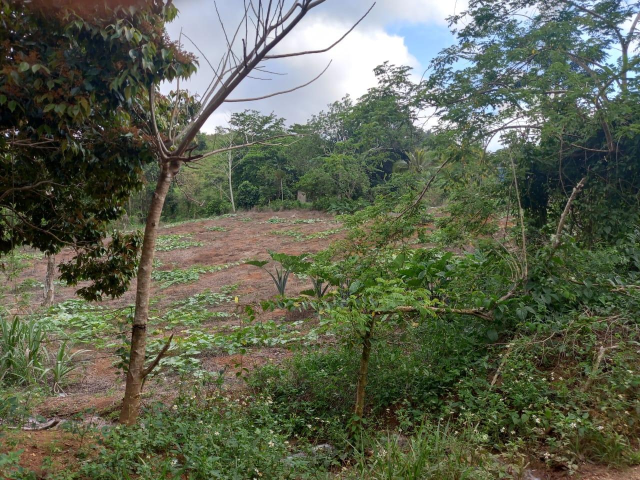 Fifth image of 75 Retreat Claremont in Claremont, St. Ann, Jamaica - property is For Sale