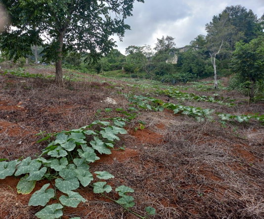 Ninth image of 75 Retreat Claremont in Claremont, St. Ann, Jamaica - property is For Sale