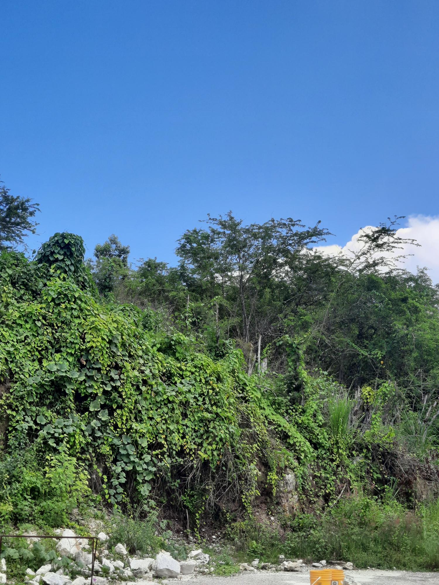 Development-Land-for-Sale-in-St.-James-Jamaica-80-Hortense-Brown-Close Fourth image of 80 Hortense Brown Close in Irwin, St. James, Jamaica - property is For Sale