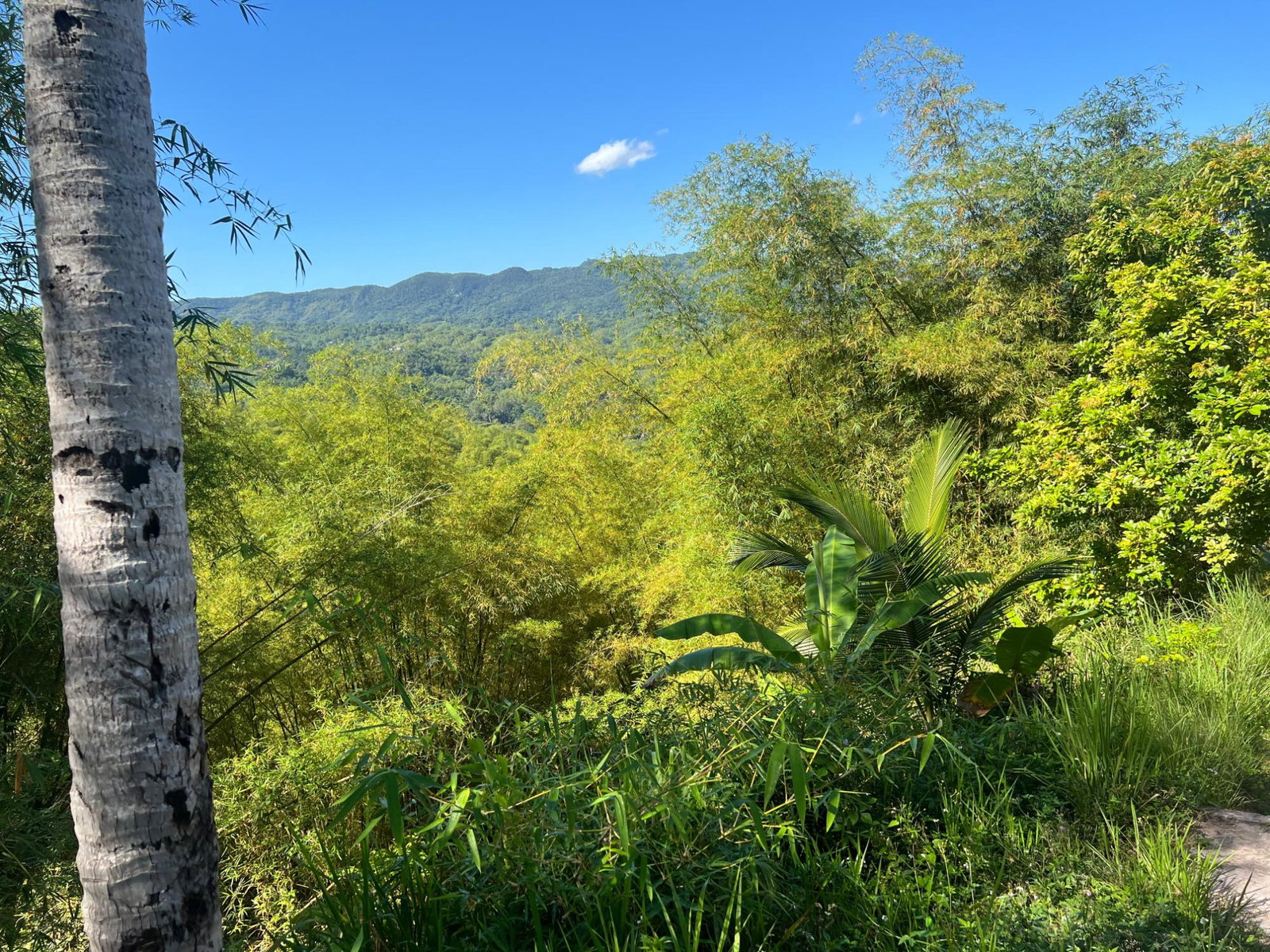 Eighth image of Temple Hall in Stony Hill P.O., St. Andrew, Jamaica - property is For Sale