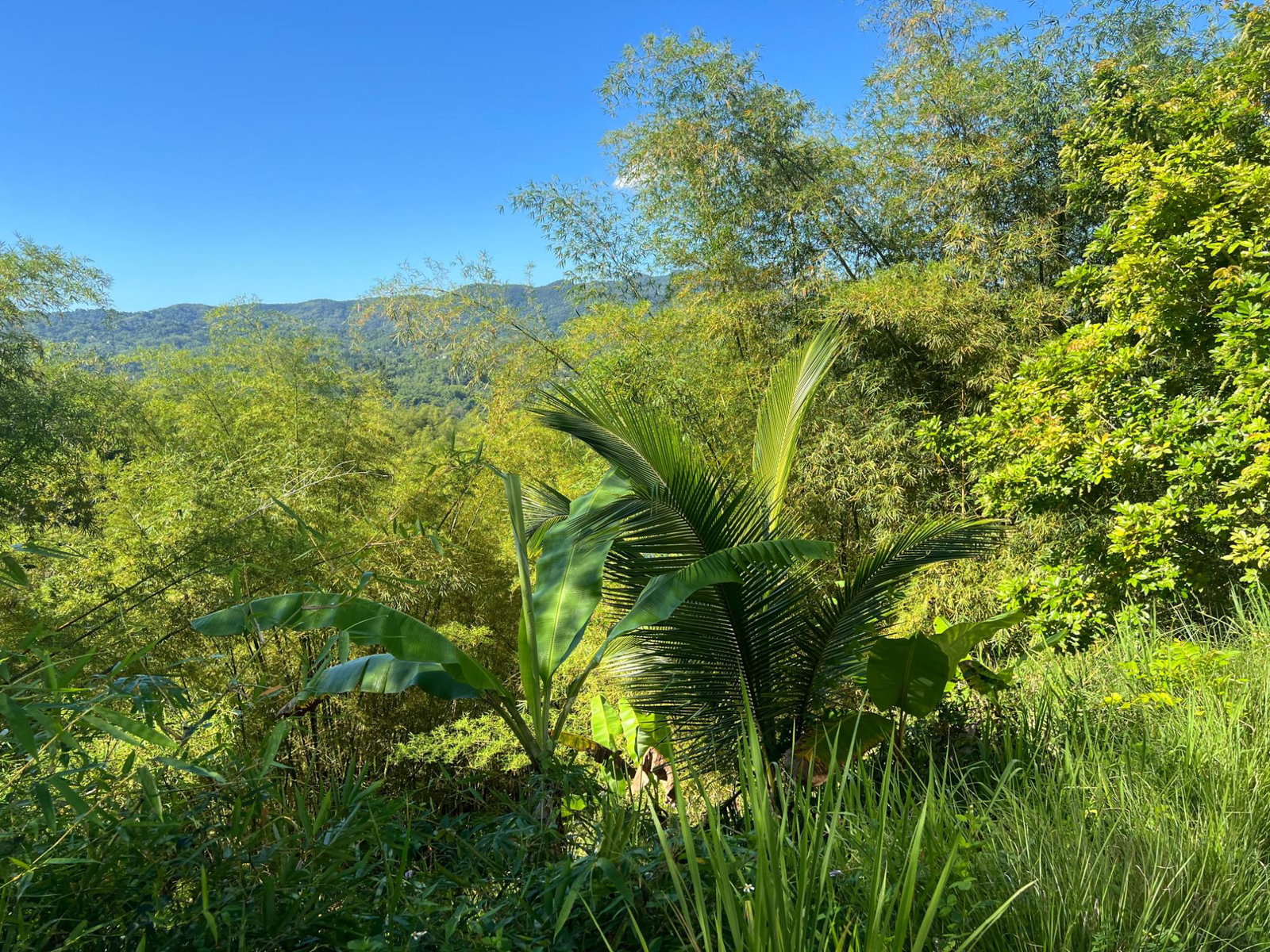 Tenth image of Temple Hall in Stony Hill P.O., St. Andrew, Jamaica - property is For Sale