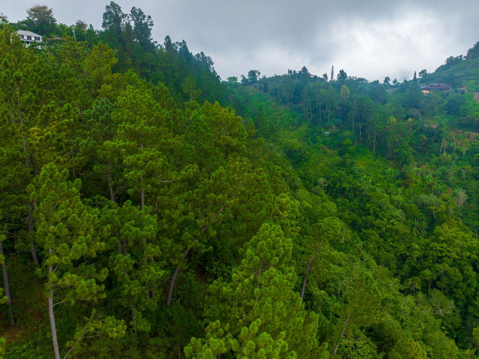 Exclusive-9-Acre-Residential-Land-for-Sale-in-Greenwich-Hill-Blue-Mountains-Jamaica Eleventh image of 20 Greenwich Drive in Irish Town P.A., St. Andrew, Jamaica - property is For Sale