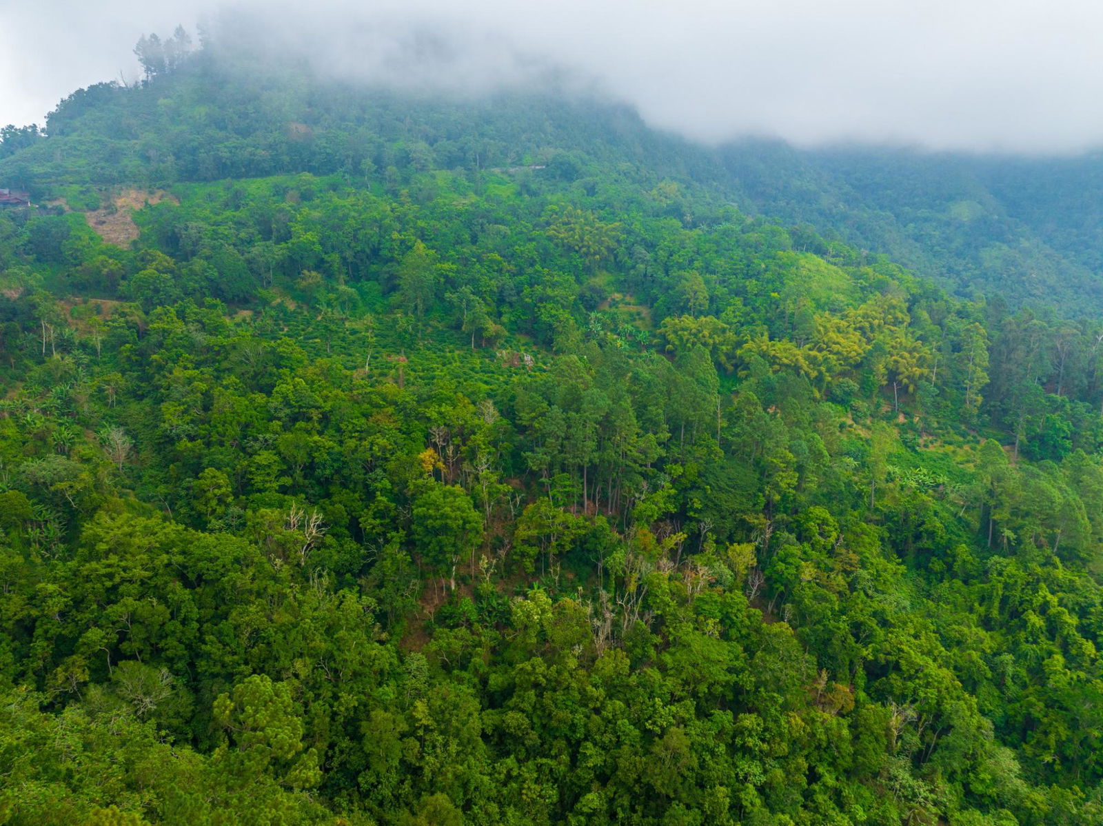 Exclusive-9-Acre-Residential-Land-for-Sale-in-Greenwich-Hill-Blue-Mountains-Jamaica Twelfth image of 20 Greenwich Drive in Irish Town P.A., St. Andrew, Jamaica - property is For Sale