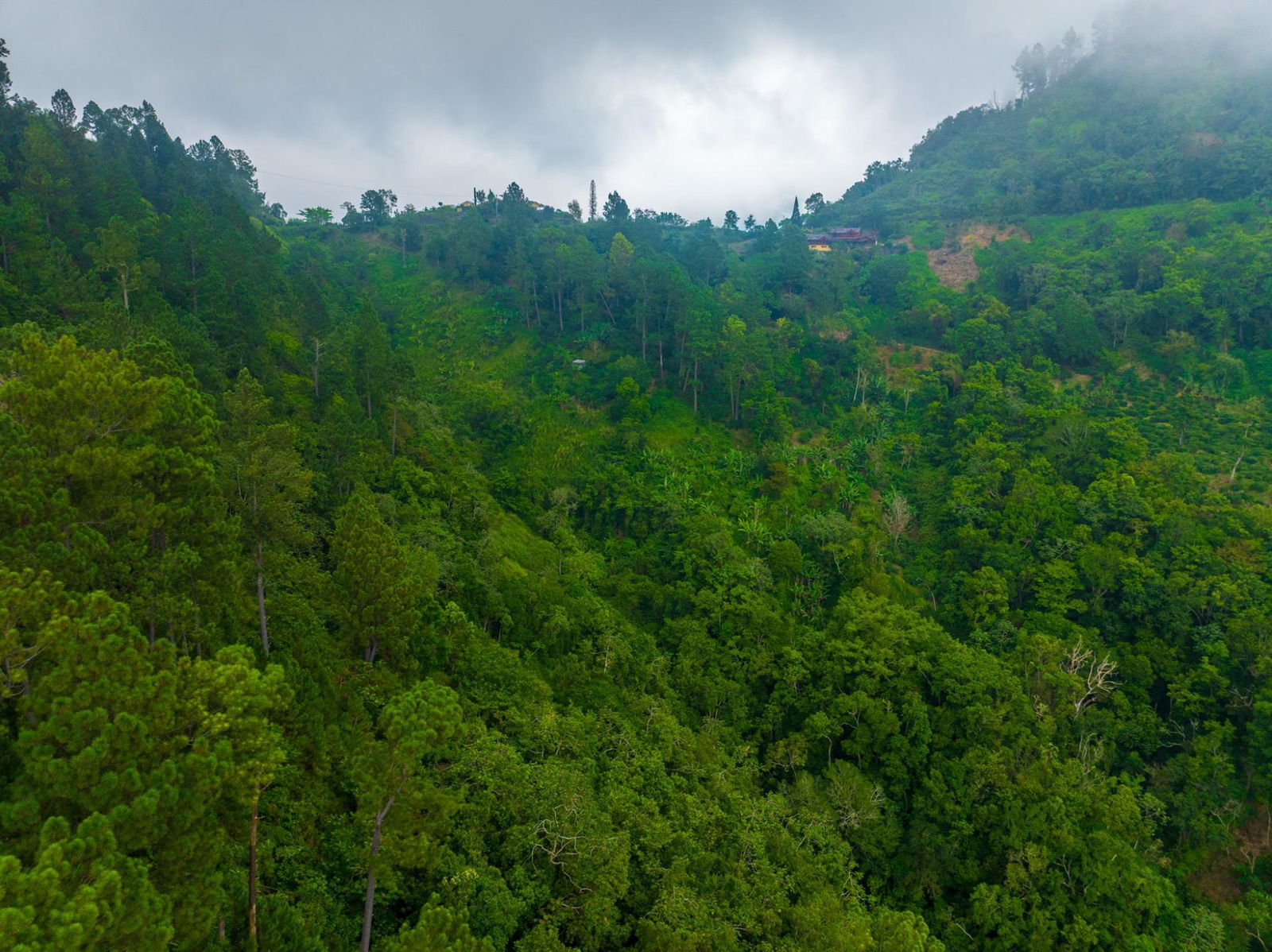 Exclusive-9-Acre-Residential-Land-for-Sale-in-Greenwich-Hill-Blue-Mountains-Jamaica Thirteenth image of 20 Greenwich Drive in Irish Town P.A., St. Andrew, Jamaica - property is For Sale