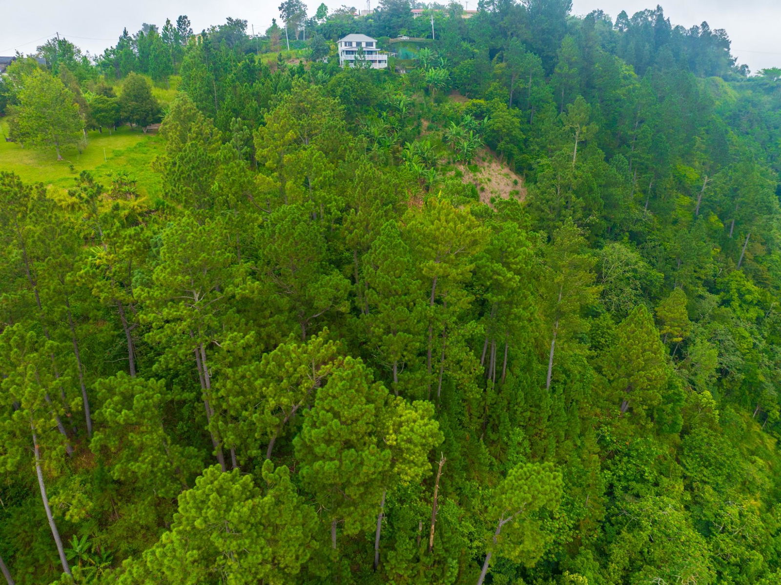 Exclusive-9-Acre-Residential-Land-for-Sale-in-Greenwich-Hill-Blue-Mountains-Jamaica Fourteenth image of 20 Greenwich Drive in Irish Town P.A., St. Andrew, Jamaica - property is For Sale