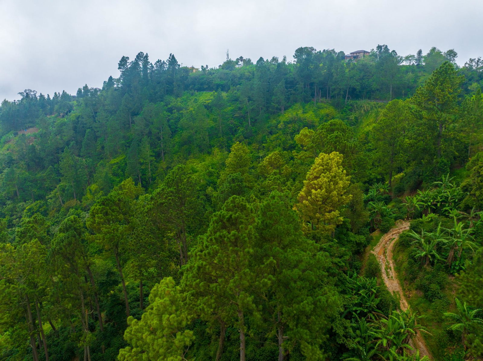 Exclusive-9-Acre-Residential-Land-for-Sale-in-Greenwich-Hill-Blue-Mountains-Jamaica Sixth image of 20 Greenwich Drive in Irish Town P.A., St. Andrew, Jamaica - property is For Sale