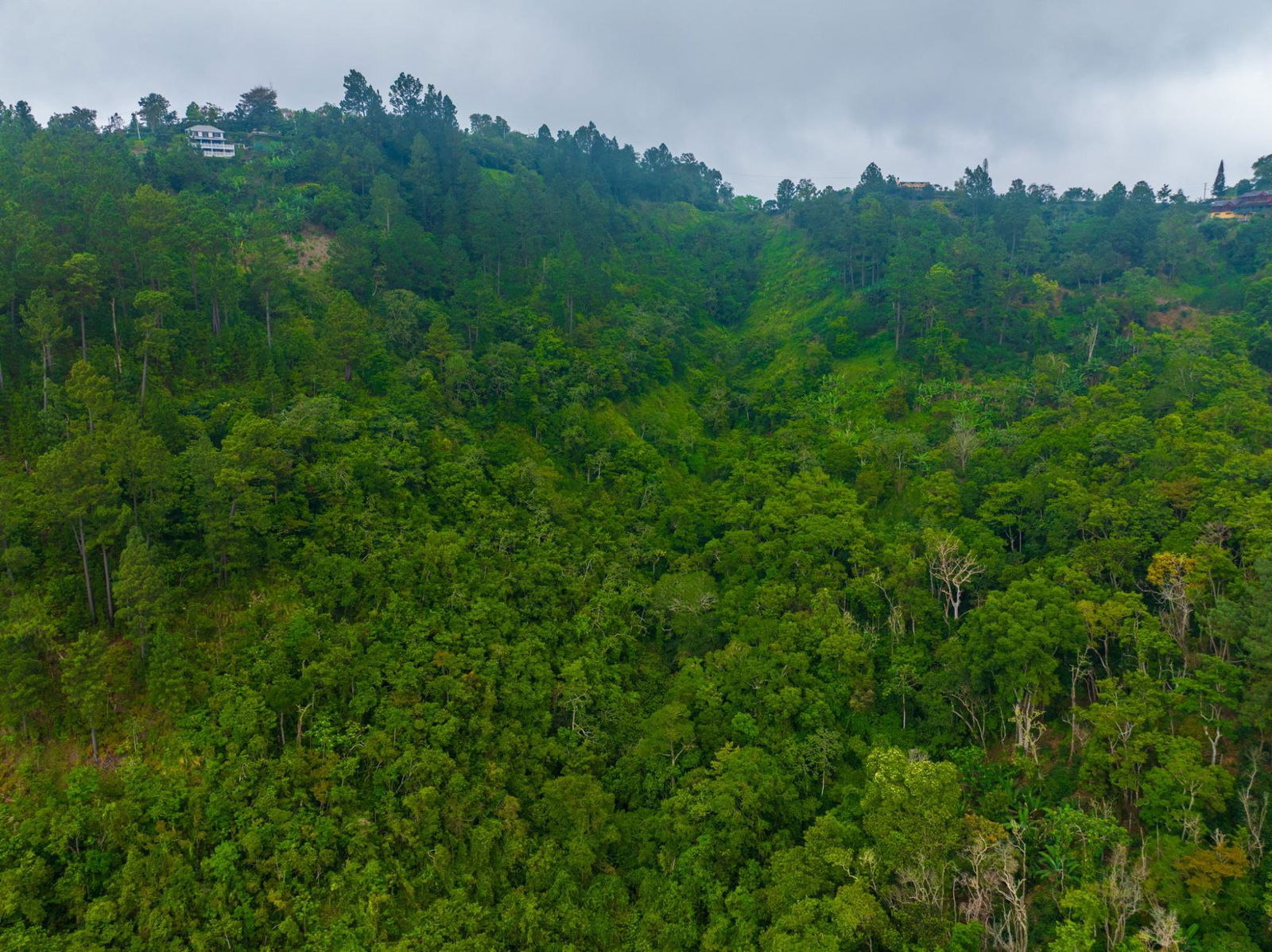 Exclusive-9-Acre-Residential-Land-for-Sale-in-Greenwich-Hill-Blue-Mountains-Jamaica Seventh image of 20 Greenwich Drive in Irish Town P.A., St. Andrew, Jamaica - property is For Sale