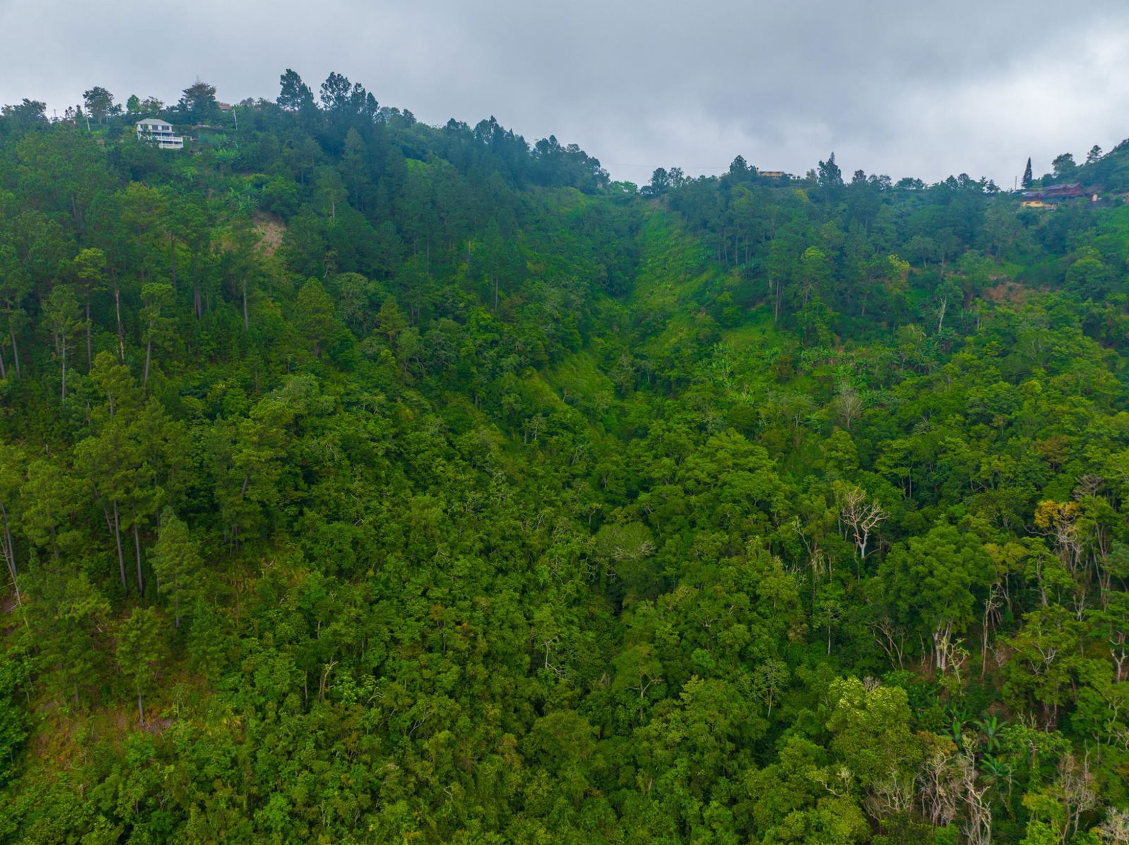 Exclusive-9-Acre-Residential-Land-for-Sale-in-Greenwich-Hill-Blue-Mountains-Jamaica Eighth image of 20 Greenwich Drive in Irish Town P.A., St. Andrew, Jamaica - property is For Sale