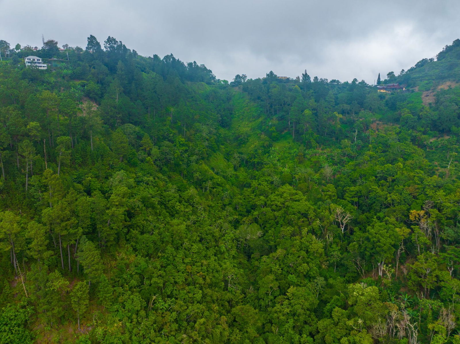 Exclusive-9-Acre-Residential-Land-for-Sale-in-Greenwich-Hill-Blue-Mountains-Jamaica Ninth image of 20 Greenwich Drive in Irish Town P.A., St. Andrew, Jamaica - property is For Sale