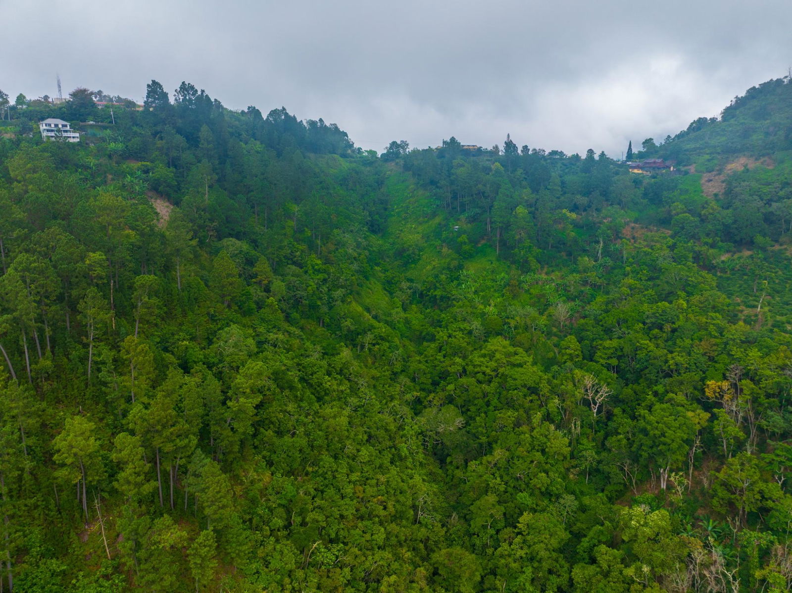 Exclusive-9-Acre-Residential-Land-for-Sale-in-Greenwich-Hill-Blue-Mountains-Jamaica Tenth image of 20 Greenwich Drive in Irish Town P.A., St. Andrew, Jamaica - property is For Sale