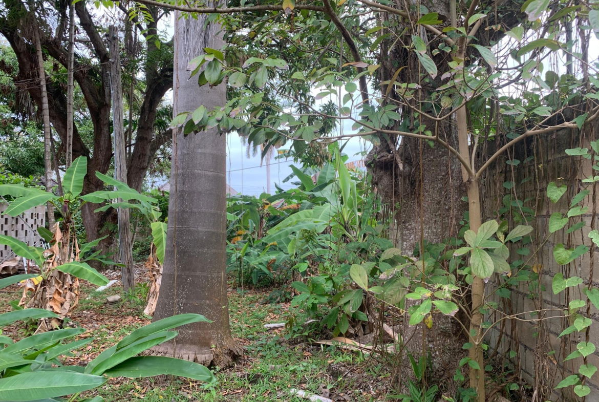 Tenth image of Lot 8 Llandovery Estate in SALEM, St. Ann, Jamaica - property is For Sale