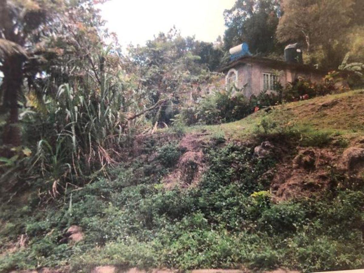 Fifth image of Lot 9 Part of Kayes Estate in Kays, Clarendon, Jamaica - property is For Sale