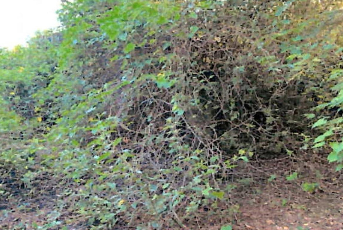 Third image of Lot 67 Spring Garden, Bushy Park in Spring Garden, St. Catherine, Jamaica - property is For Sale