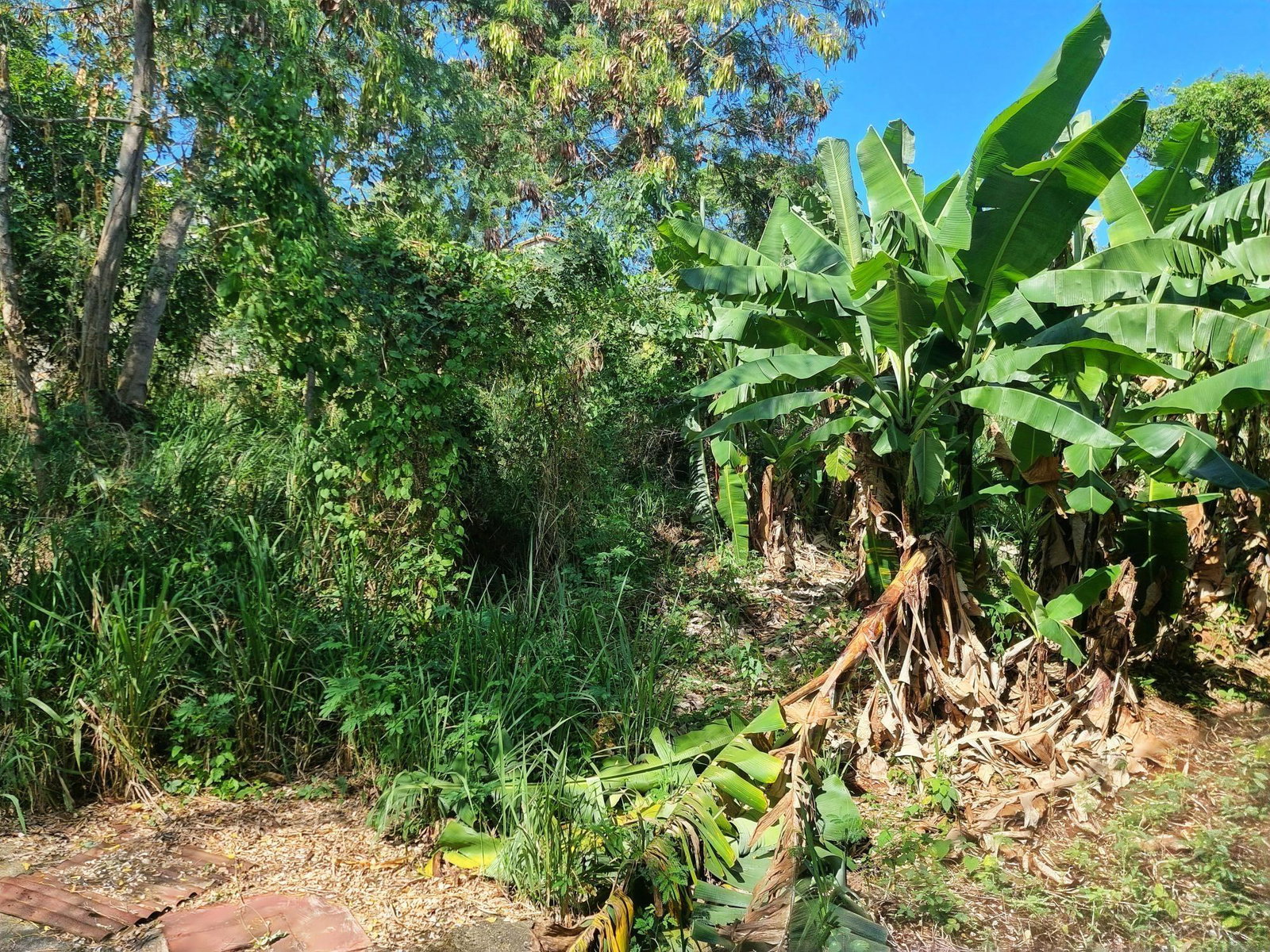 Eleventh image of 23b Pleasant Valley, Belveder in Red Hills, St. Andrew, Jamaica - property is For Sale