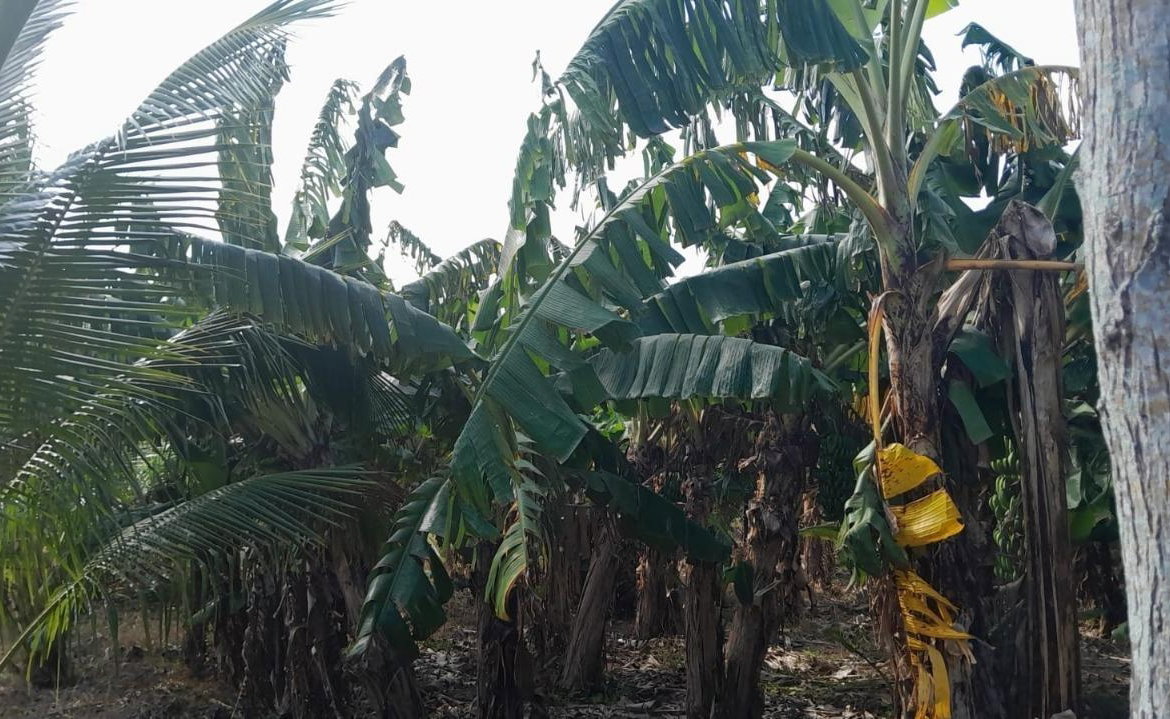 Twenty-Second image of Vineyards Estate in Old Harbour, St. Catherine, Jamaica - property is For Sale