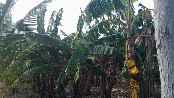 Twenty-Second image of Vineyards Estate in Old Harbour, St. Catherine, Jamaica - property is For Sale