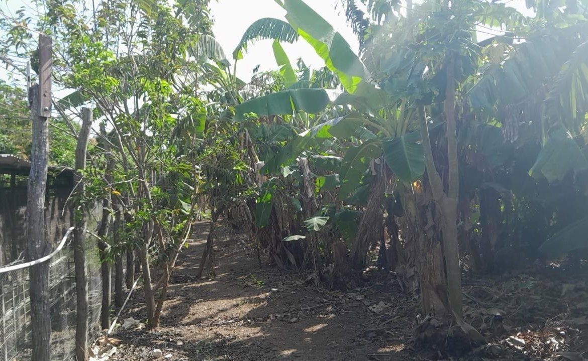 Twenty-Third image of Vineyards Estate in Old Harbour, St. Catherine, Jamaica - property is For Sale