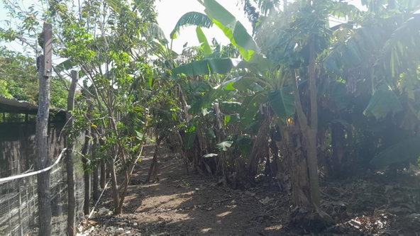 Twenty-Third image of Vineyards Estate in Old Harbour, St. Catherine, Jamaica - property is For Sale