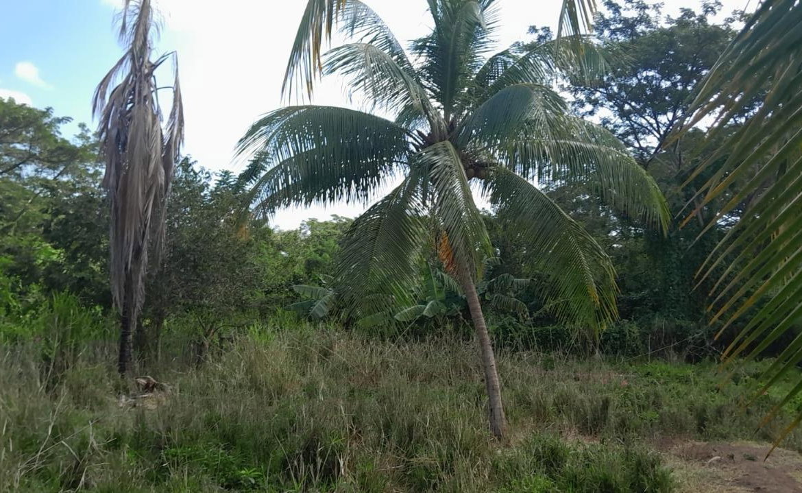 Twenty-Sixth image of Vineyards Estate in Old Harbour, St. Catherine, Jamaica - property is For Sale
