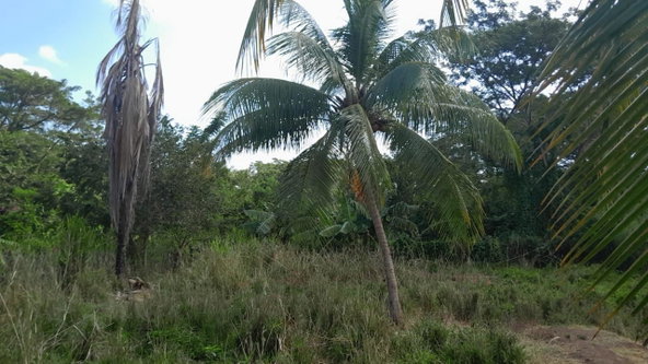 Twenty-Sixth image of Vineyards Estate in Old Harbour, St. Catherine, Jamaica - property is For Sale