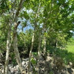 First image of Part of Upper Warminster in Upper Warminister, St. Elizabeth, Jamaica - property is For Sale