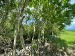 First image of Part of Upper Warminster in Upper Warminister, St. Elizabeth, Jamaica - property is For Sale