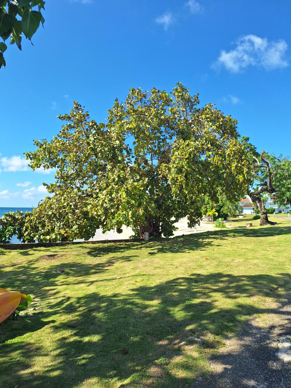 Fifteenth image of 61- Point-norman Manley Blvd in Point, Hanover, Jamaica - property is For Rent