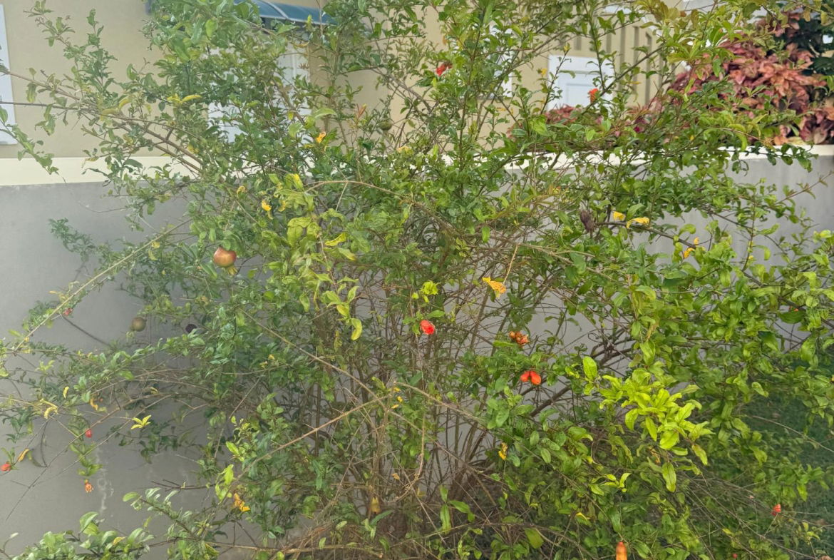 Twenty-Third image of 74 Marina Villas in Drax Hall Estate, St. Ann, Jamaica - property is For Rent