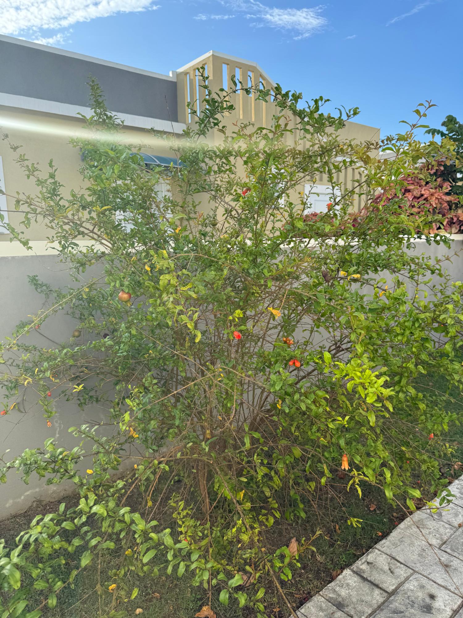 Twenty-Third image of 74 Marina Villas in Drax Hall Estate, St. Ann, Jamaica - property is For Rent