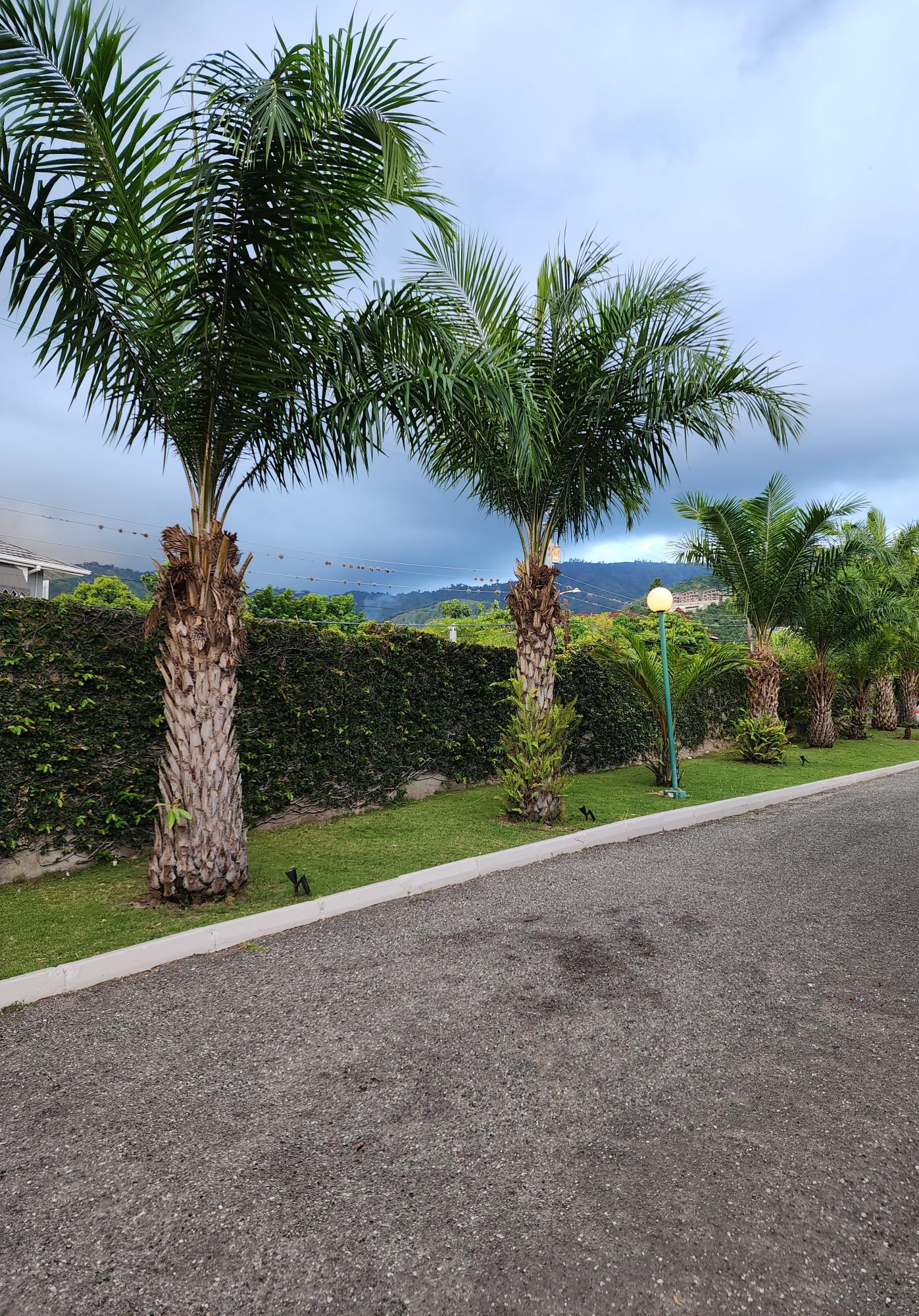 Twenty-Sixth image of 8 Upper Mark Way in Kingston 8, St. Andrew, Jamaica - property is For Rent