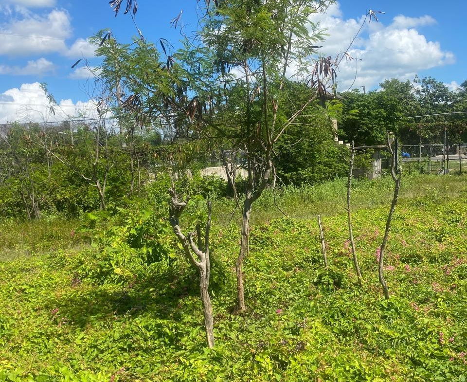 Eighth image of Old Harbour Road (beggar' in Sydenham, St. Catherine, Jamaica - property is For Sale