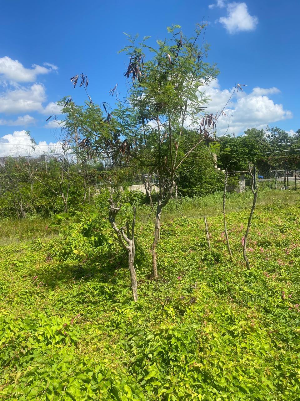 Eighth image of Old Harbour Road (beggar' in Sydenham, St. Catherine, Jamaica - property is For Sale