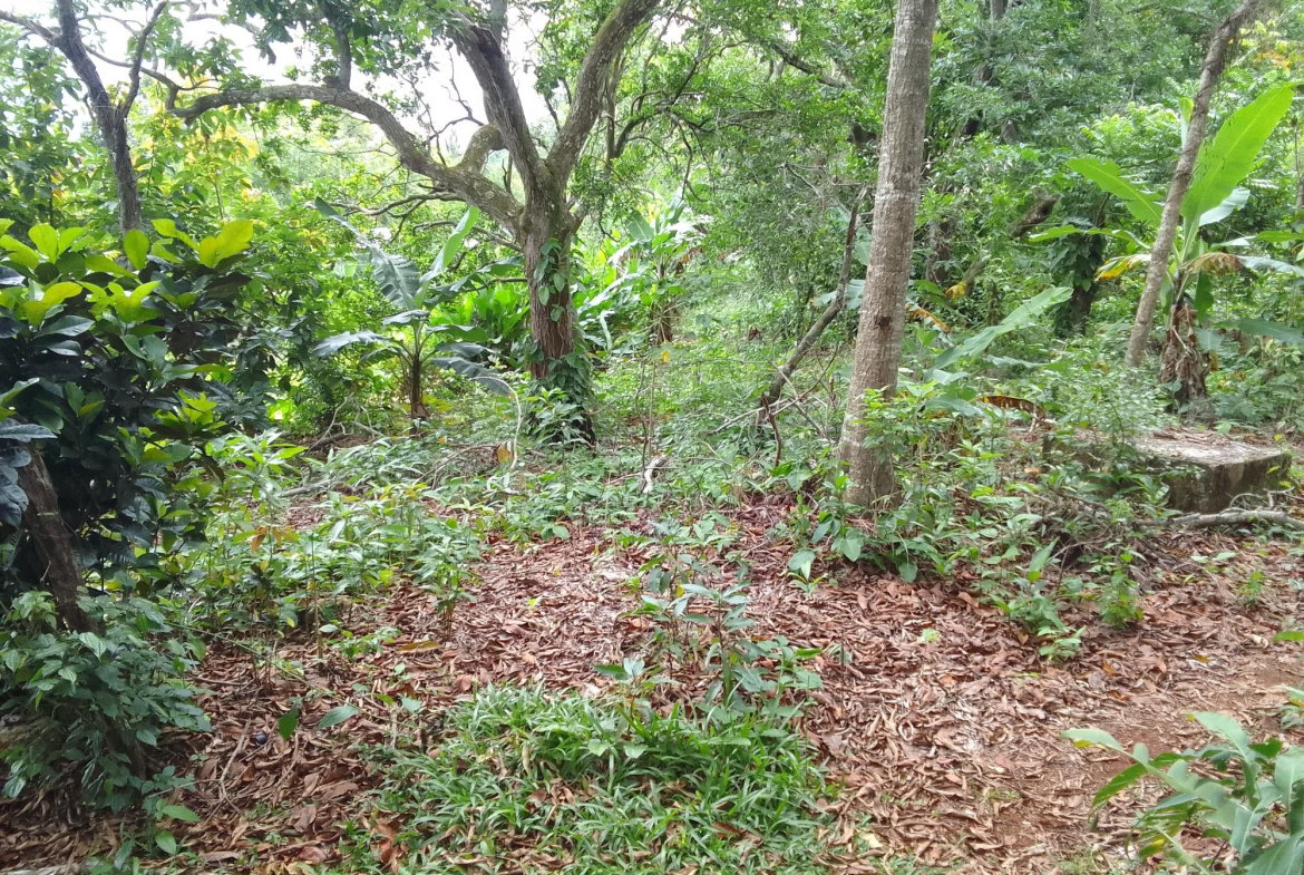 Second image of Part of Mocho Called Foga in Mocho, Clarendon, Jamaica - property is For Sale