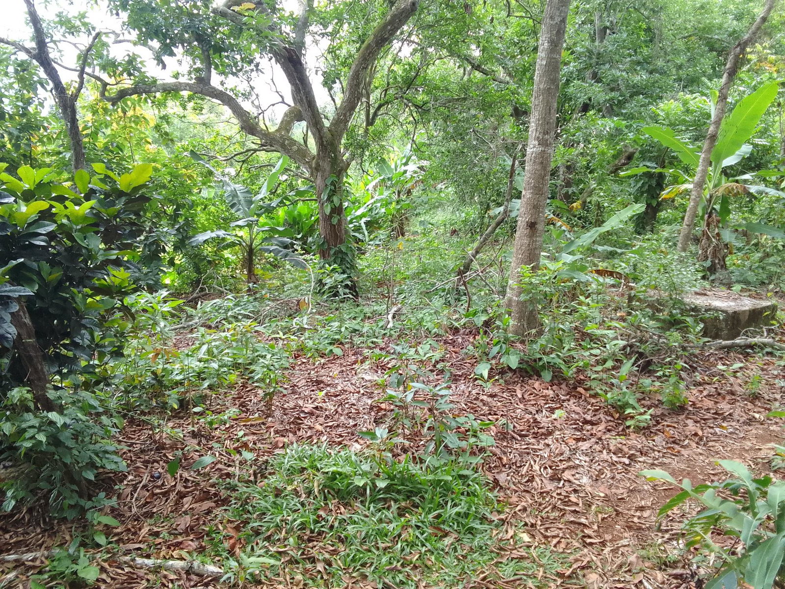 Second image of Part of Mocho Called Foga in Mocho, Clarendon, Jamaica - property is For Sale