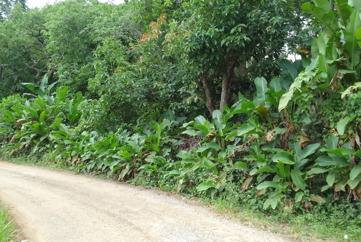 First image of Part of Mocho Called Foga in Mocho, Clarendon, Jamaica - property is For Sale
