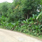 First image of Part of Mocho Called Foga in Mocho, Clarendon, Jamaica - property is For Sale