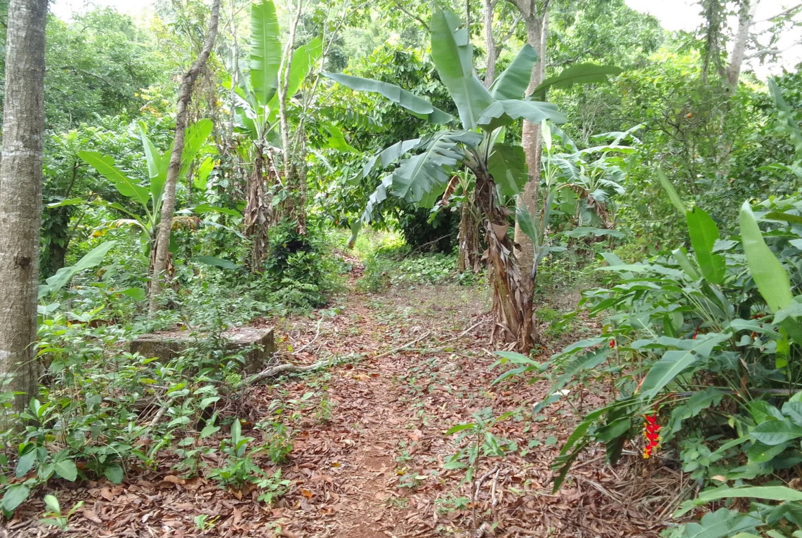 Third image of Part of Mocho Called Foga in Mocho, Clarendon, Jamaica - property is For Sale