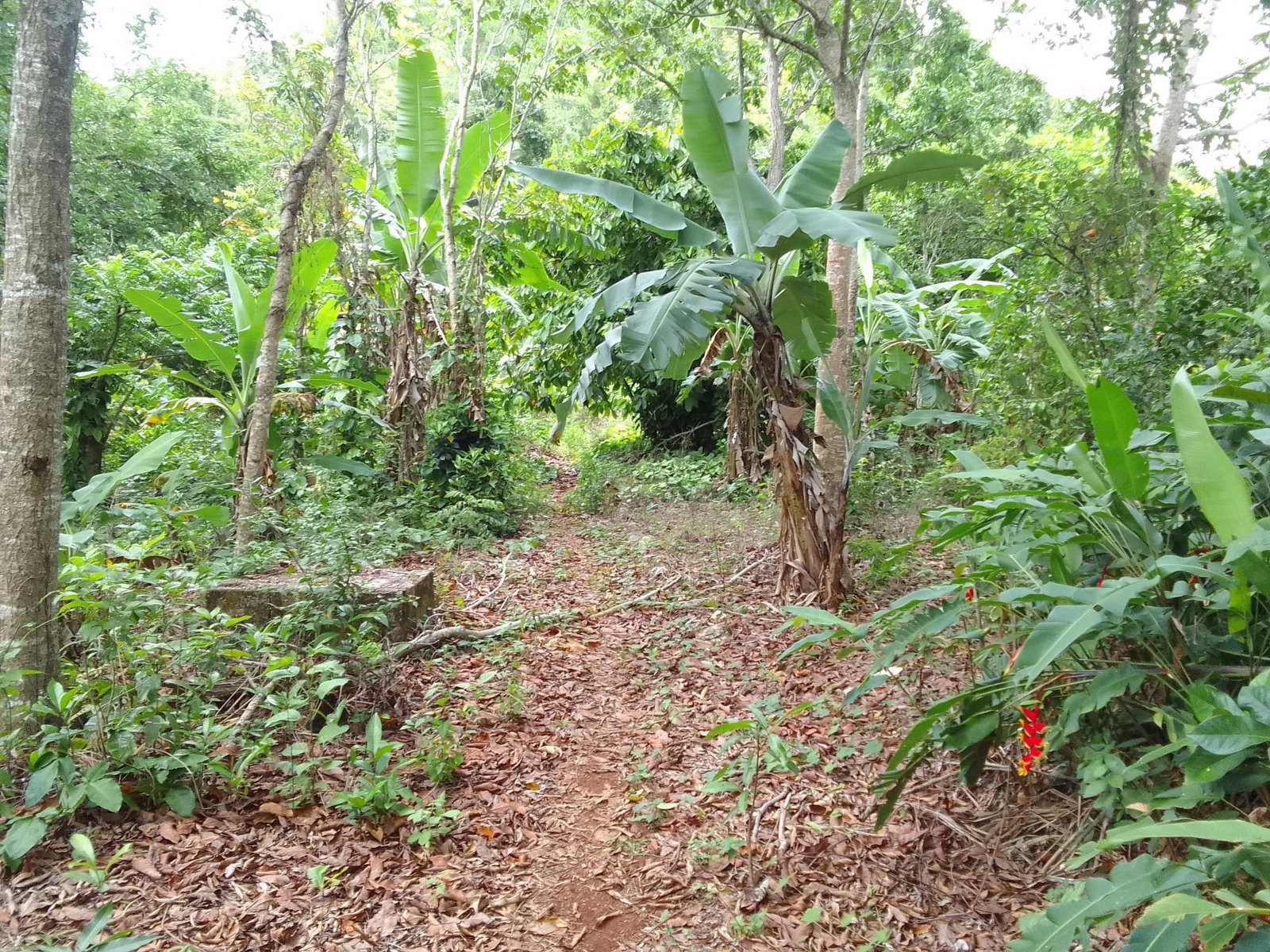 Third image of Part of Mocho Called Foga in Mocho, Clarendon, Jamaica - property is For Sale